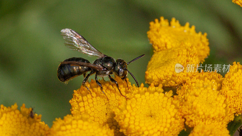 卡彭特Abeille charpentiere,大黄蜂Spurred cerate。